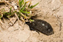 "Meloe Proscarabaeus"